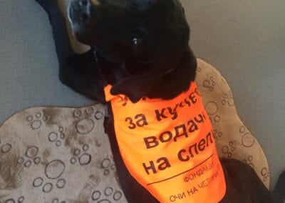 „Благобектив 2018“ спечели нови приятели за „Очи на четири лапи“