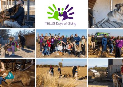 Доброволци от TELUS Digital Bulgaria подкрепиха фондация Dona Dogs в Пловдив