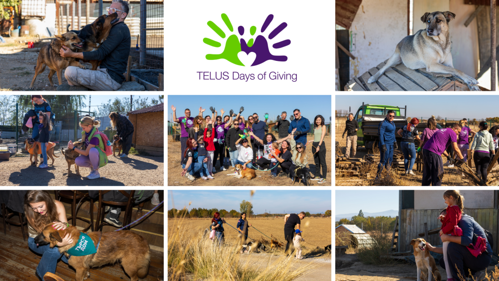 Cover Image TELUS Digital Dona Dogs