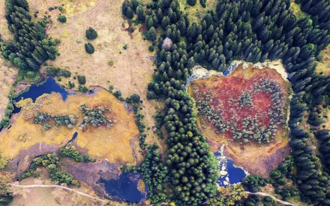 DEVIN и БФБ създадоха първия в България наръчник за възстановяване и опазване на торфища